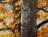 THE TREE-CREEPER