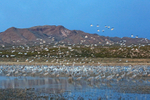 South Crane Pond at dawn, Bosque del Apache, New Mexico