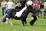 SIAL3135