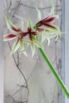 Hippeastrum 'Jungle Star' 8 (2012)