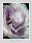 Rosa rugosa 'Schneekoppe'
