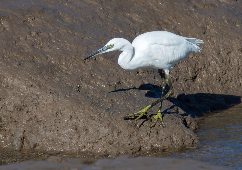 Little Egret - Dee Estuary - North Wales