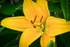Yellow_Lily_ACP_4363-1