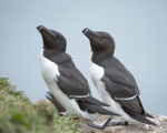 Razorbills