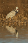 Sandhill Crane preening, South Pond, Bosque del Apache, New Mexico