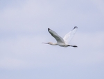 Spoonbill