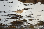 Curlew