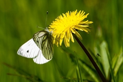 Green Veined White
