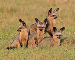 Four Bat-eared Foxes outside their hole in the Masai Mara