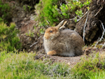 Mountain Hare, Findhorn Valley, Scotland