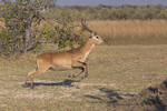 Red Lechwe