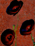 Three Flowers