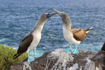 Interaction of Blue-footed Boobies, Espanola, Galapagos