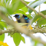 Golden-hooded Tanager, Costa Rica