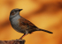 Dunnock