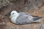 Fulmar
