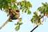 Brown-throated Three-toed Sloth hanging from a tree