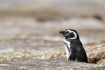 Sleepy Magellanic Penguin outside burrow, Volunteer Point, Falklands
