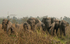 Charge of elephants