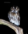 Tawny Owl