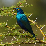 Greater Blue-eared Starling portfolio