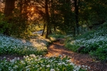 z4040 Morning Light, Greatwood Copse, Shanklin