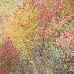 ROADSIDE TAPESTRY - BRUCE COUNTY