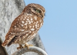 Owls portfolio