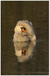 Mute Swan Preening
