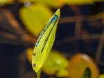 Common Blue Damselfly