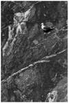 Herring Gull Chess Board