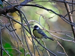 Great Tit