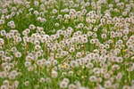 Dandelion harvest