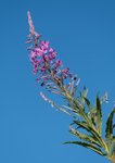 10th July Rosebay Willowherb