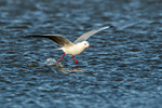 Hartlaub's Gull