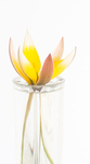 TULIPA TARDA - KATHY'S GARDEN