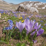 Neapolitan  Crocus (Crocus neapolitanus) formerly Crocus vernus ) with Alpine squill (Scilla bifolia) 