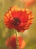 Poppy