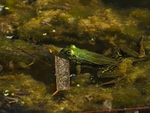 Edible Frog
