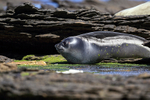 Southern Elephant Seal head profile, Carcass Island, Falklands