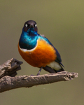Superb Starling portfolio