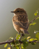 Stonechat (female) perched on hawthorn branch