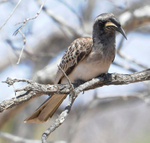 African Grey Hornbill