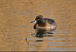 Tufted Duck