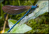 Damselfly