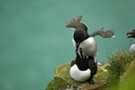 Razorbills