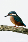 Kingfisher 230813 6