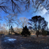 January 2020 -Arnold Arboretum - Title: Deeper Dusk