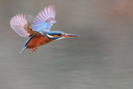 Kingfisher (female) in flight, Otterbourne, Hampshire