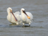 Spoonbills (adult & juvenile) in the lagoon on Brownsea Island